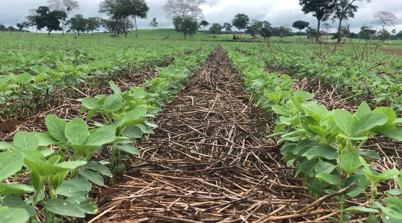 Maintain Healthy Soil Structure