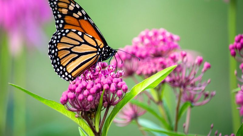 Create a Pollinator Paradise