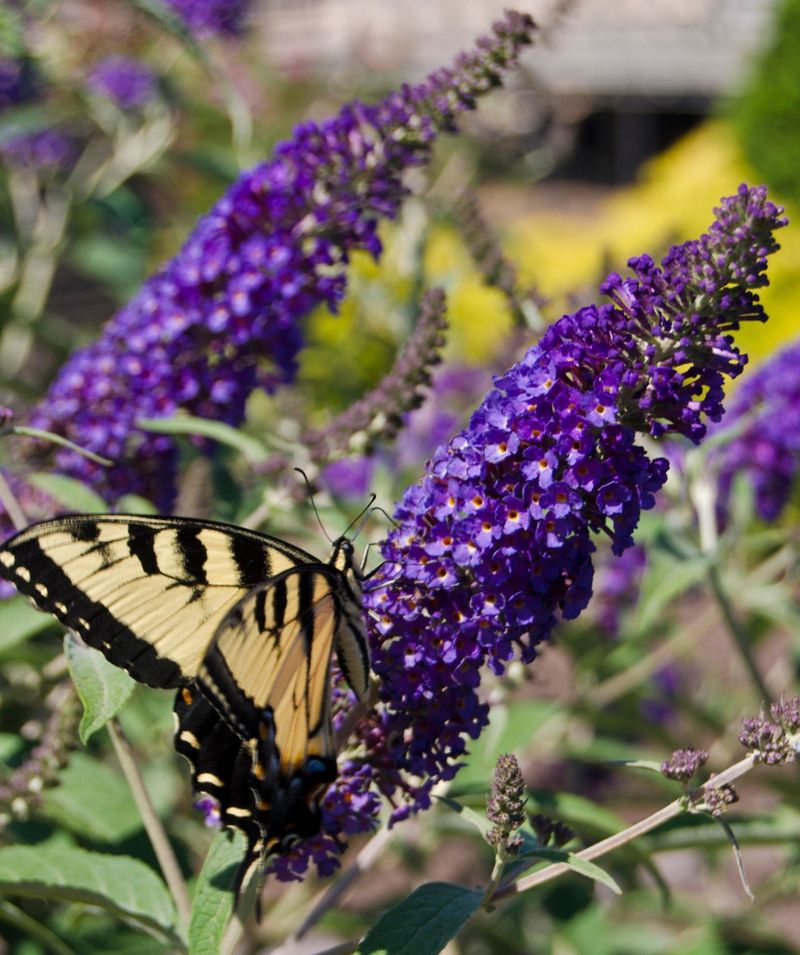 Butterfly Bush