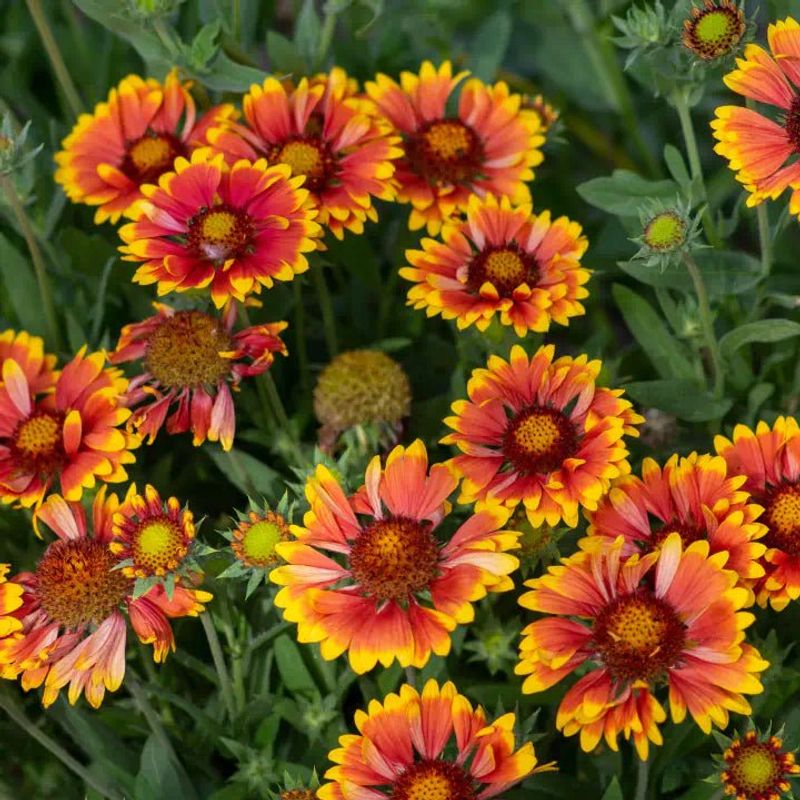 Blanket Flower
