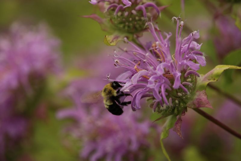 Wild Bergamot (Monarda fistulosa)