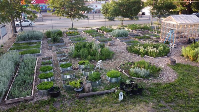 Community Gardens Transform Vacant Lots into Food Oases