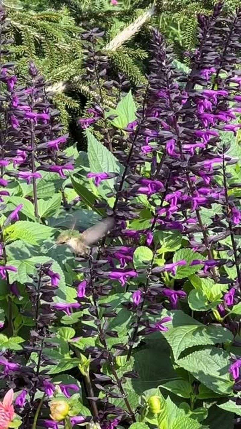 Salvias for Continuous Color