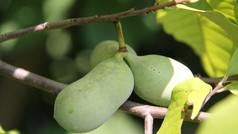 Pawpaw Tree