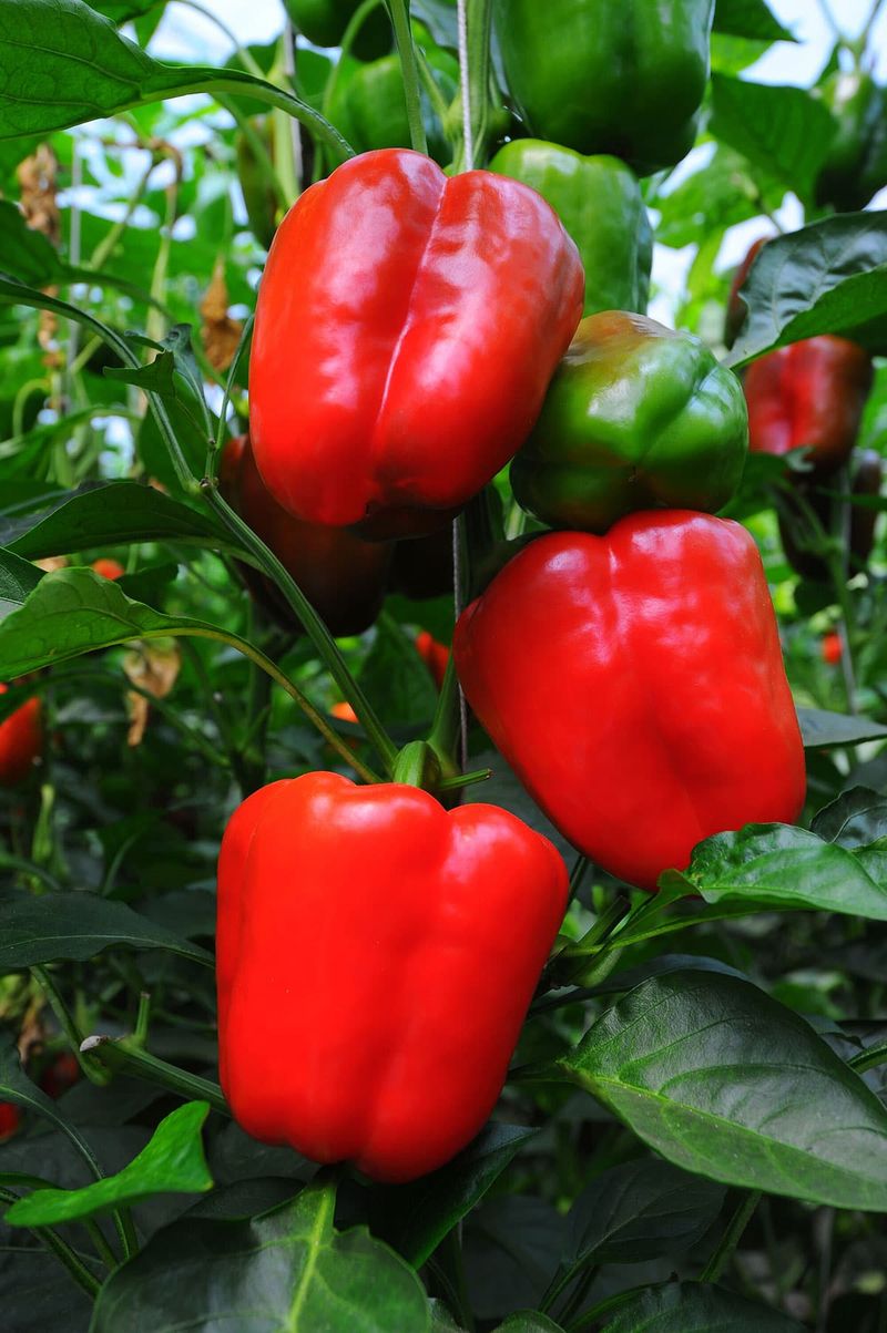 Peppers