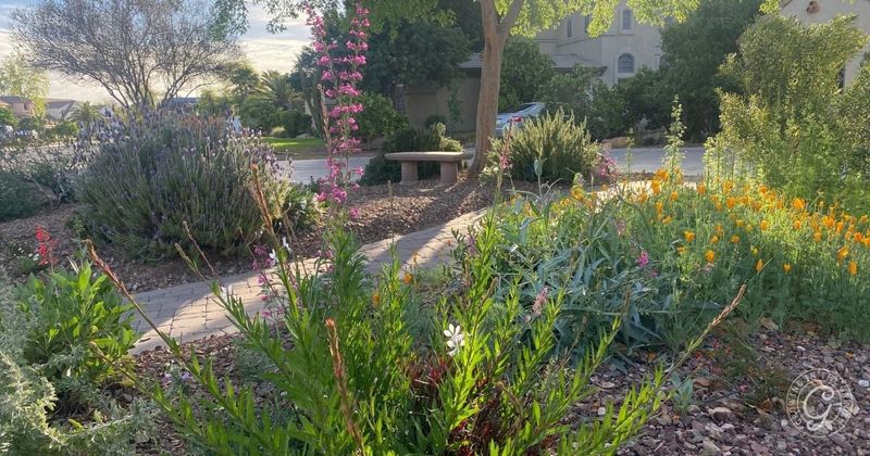 Companion Planting with Desert-Adapted Species