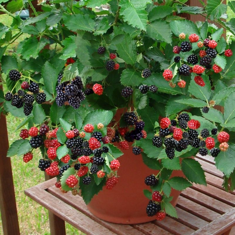 Blackberries