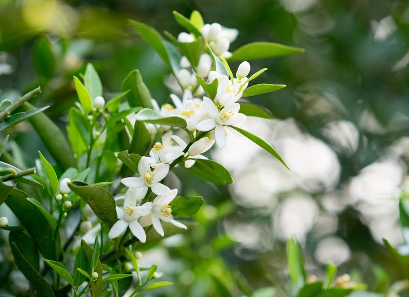 American Sweet Olive's Fragrant Surprise