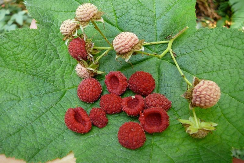 Thimbleberries