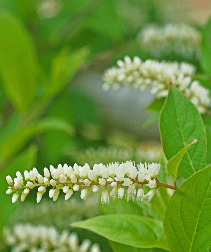 Virginia Sweetspire Shrubs