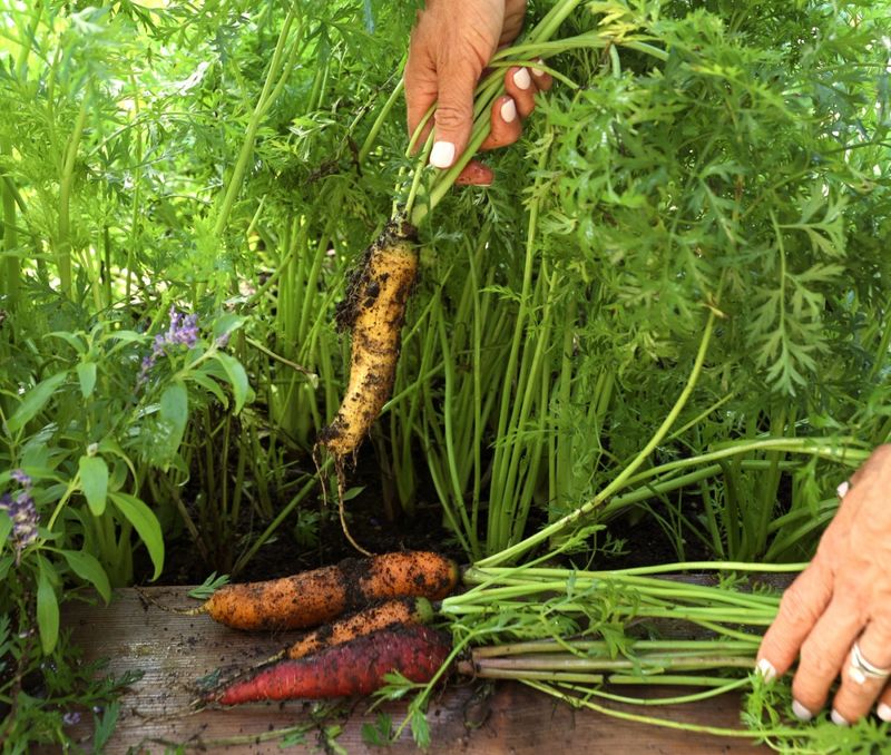 Sweet Carrot Varieties