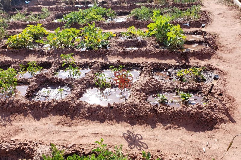 Zuni Waffle Gardens for Maximum Water Retention