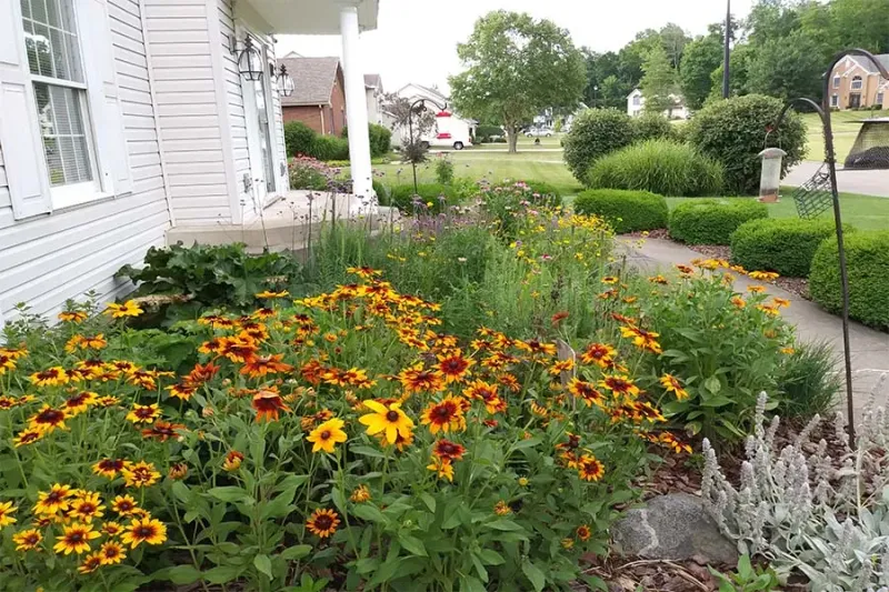 Black-Eyed Susans Brighten Suburban Neighborhoods