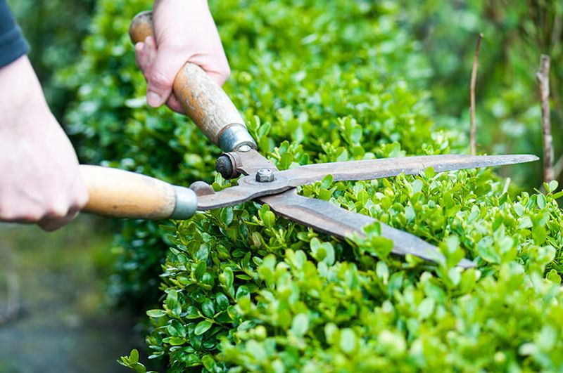 Hedge Maintenance Throughout the Year