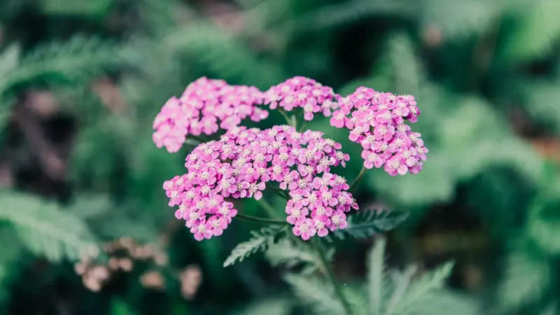 Yarrow