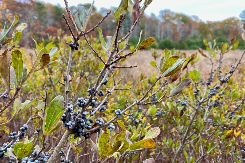 Bayberry (Myrica pensylvanica)