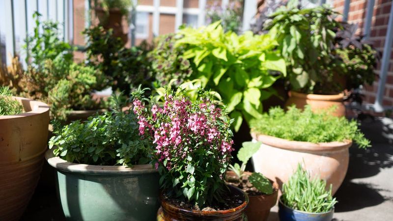 Seasonal Challenges Test Urban Farmers