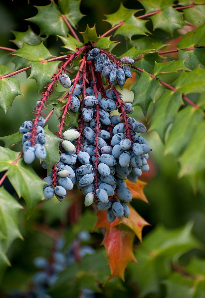 Oregon Grape