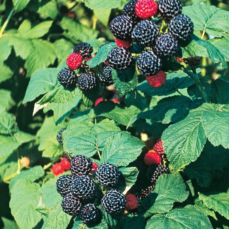 Black Raspberries