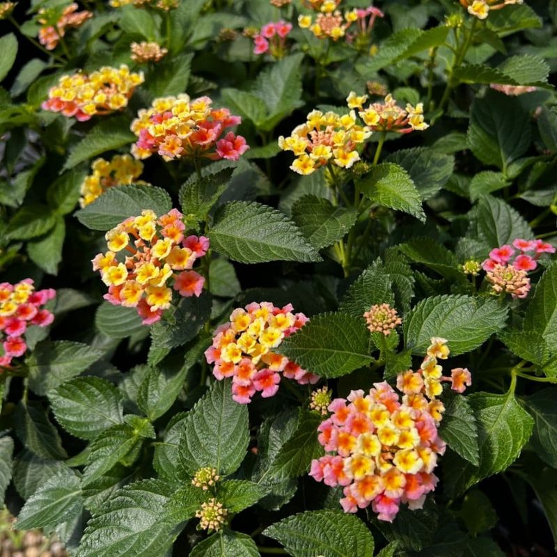 Lantana's Tropical Charm