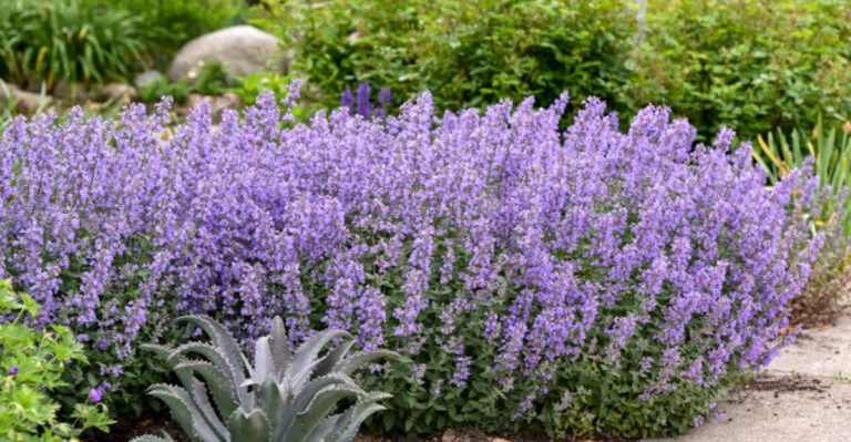 Say Goodbye to Weeds: Top 7 Beautiful Flowers for Michigan Gardens