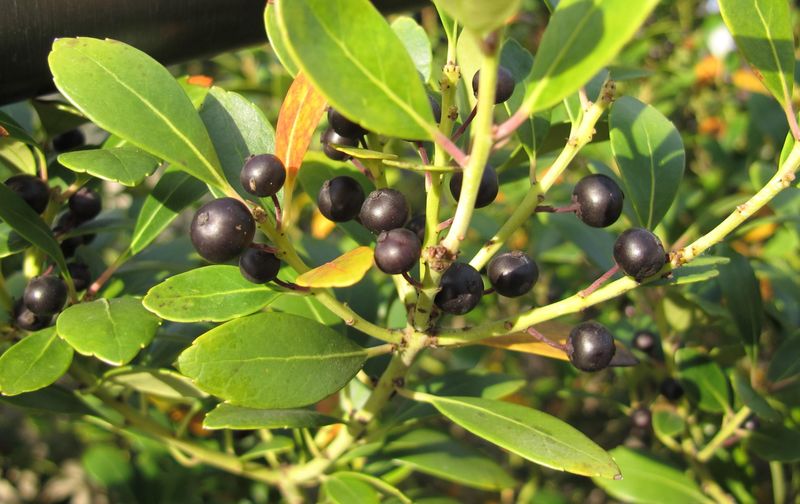 Inkberry Holly (Ilex glabra)