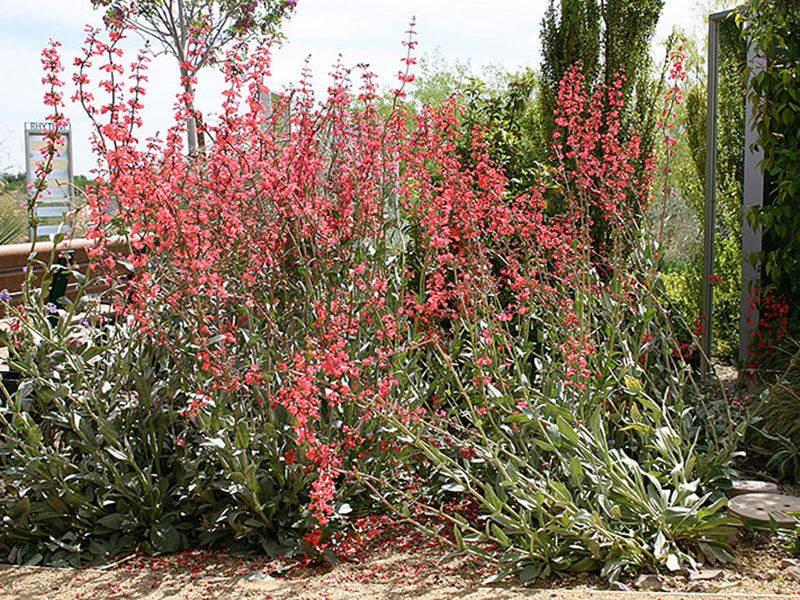 Penstemon