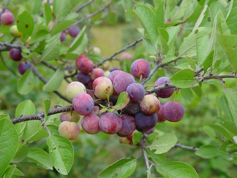 Beach Plum (Prunus maritima)