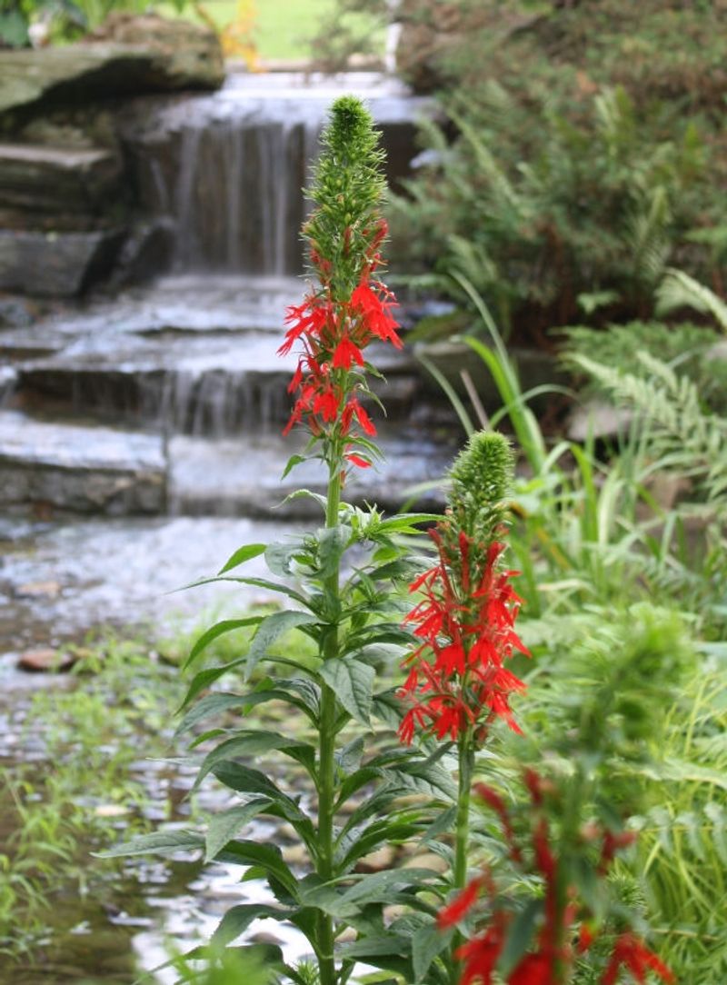 Cardinal Flower