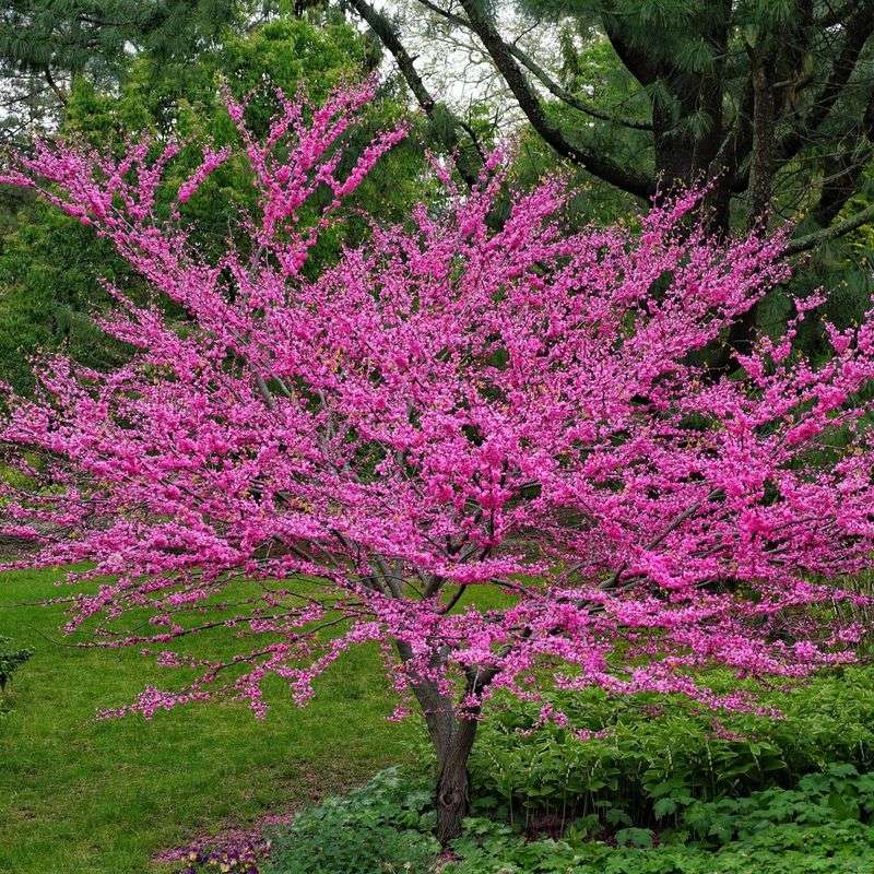 Eastern Redbud - The Spring Spectacular