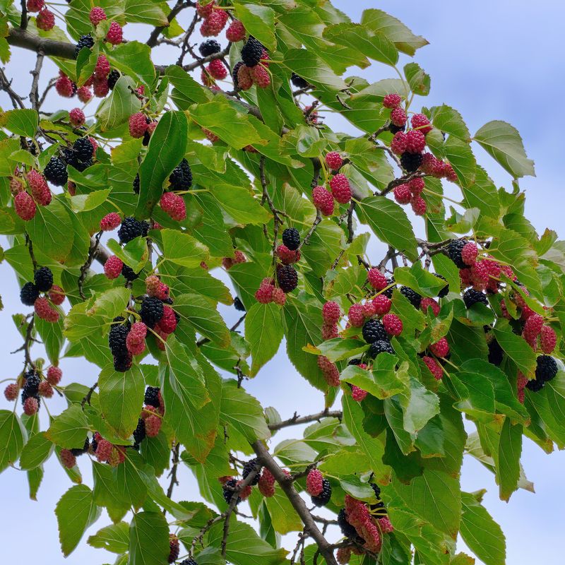 Mulberry Tree