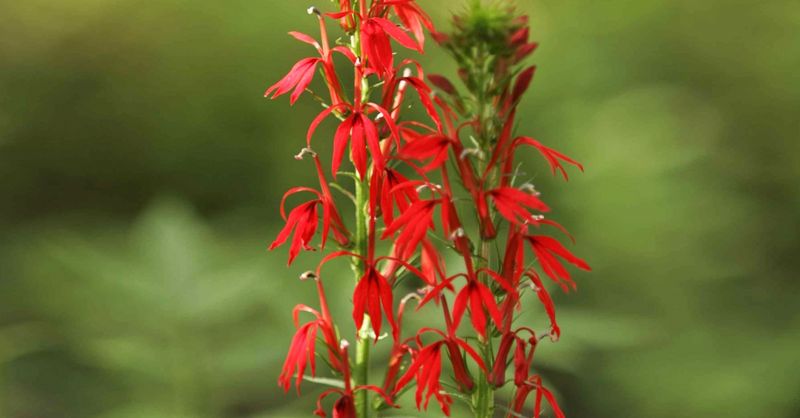 Cardinal Flower Drama