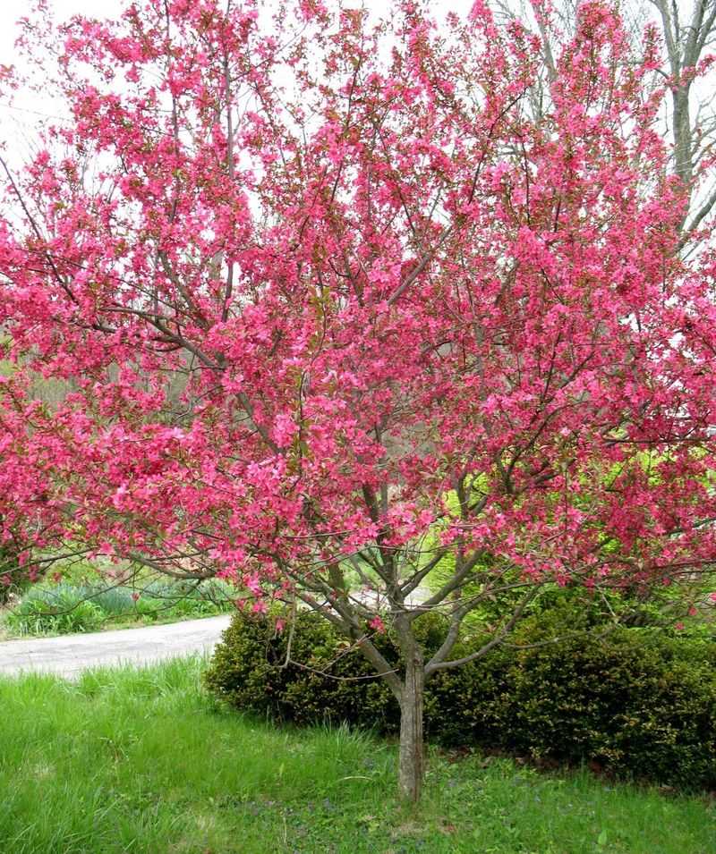 Flowering Crabapple