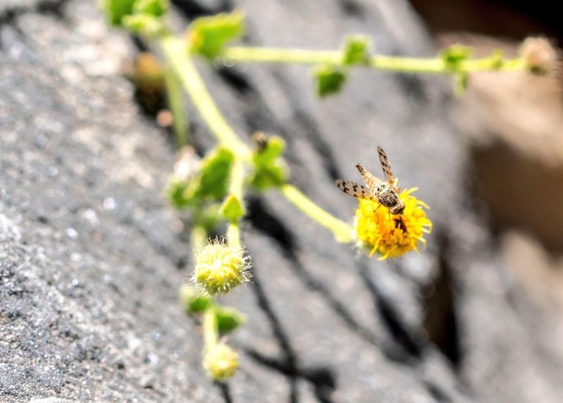 Inyo Rock Daisy (Perityle inyoensis)