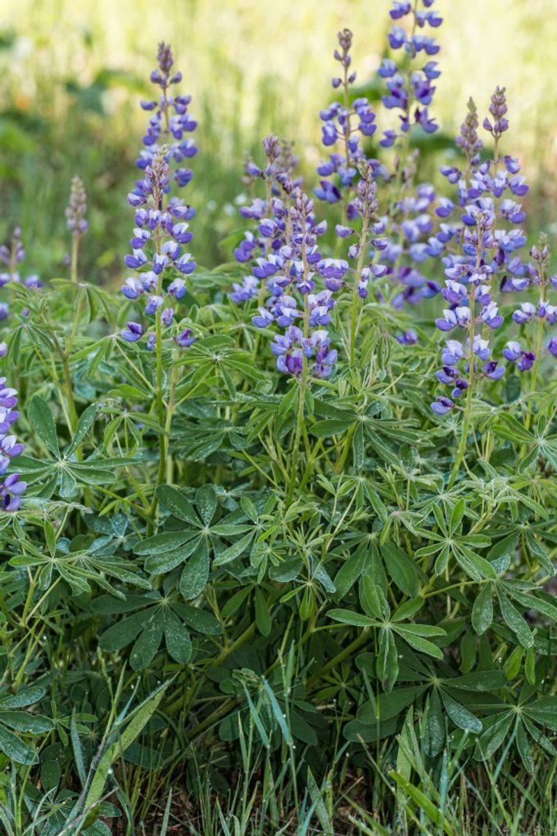 Wild Lupine