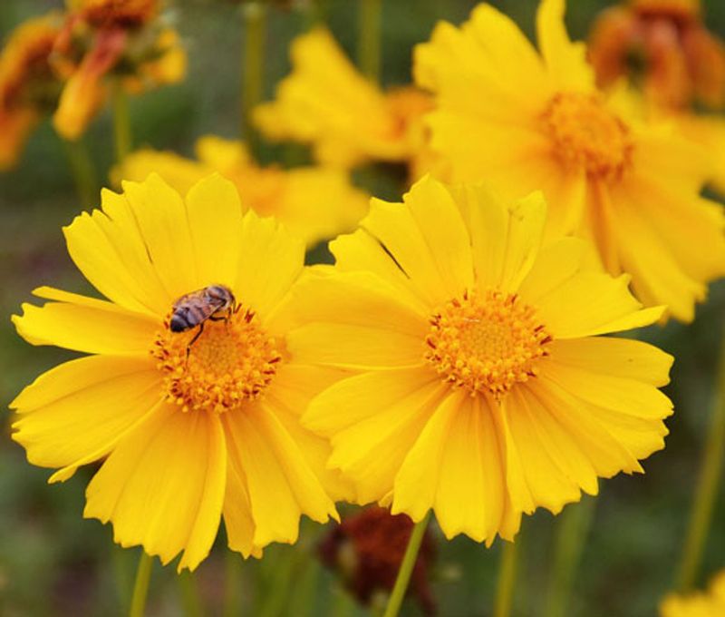 Coreopsis