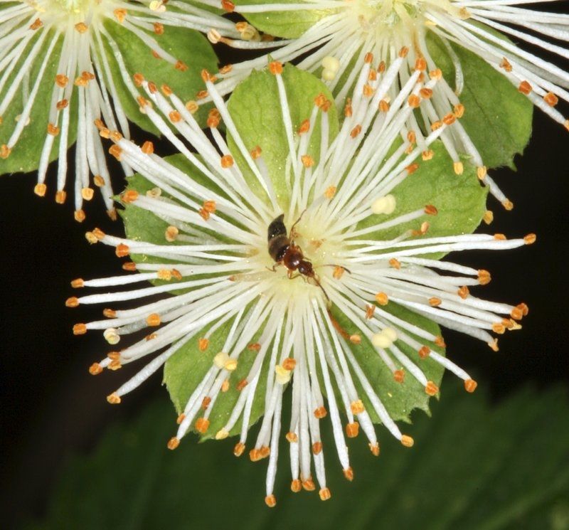 Shasta Snow-Wreath (Neviusia cliftonii)