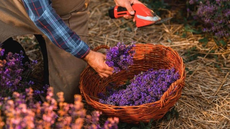 Harvest Flowers at Peak Bloom Time