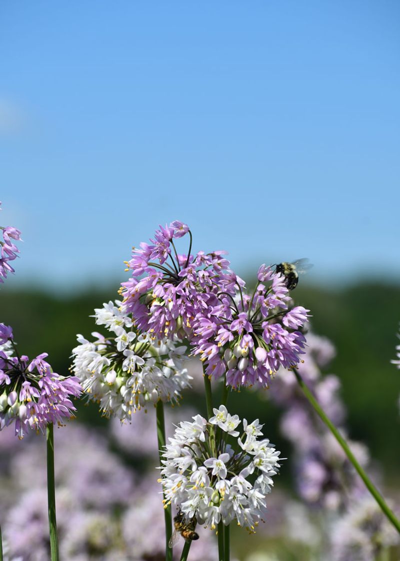 Nodding Onion (Allium cernuum)