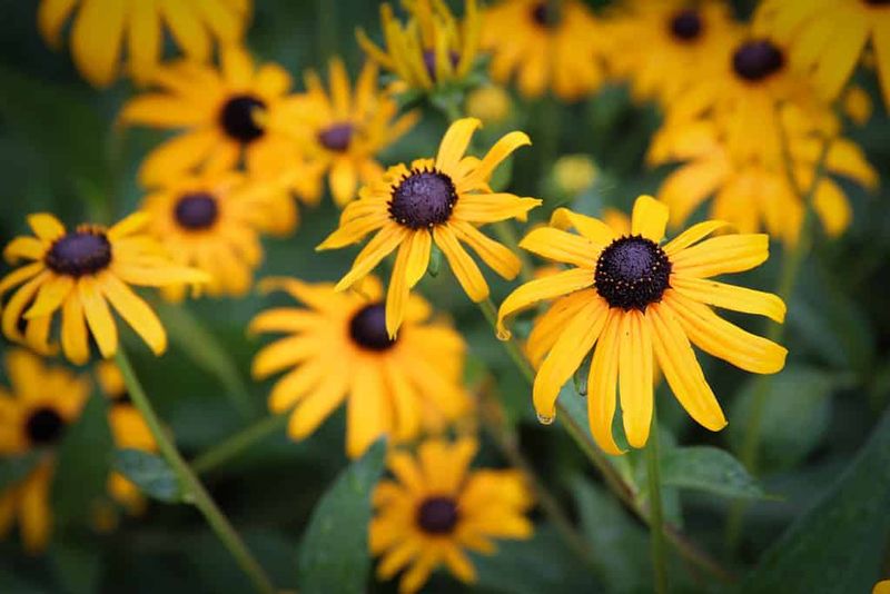 Black-Eyed Susan Perennials