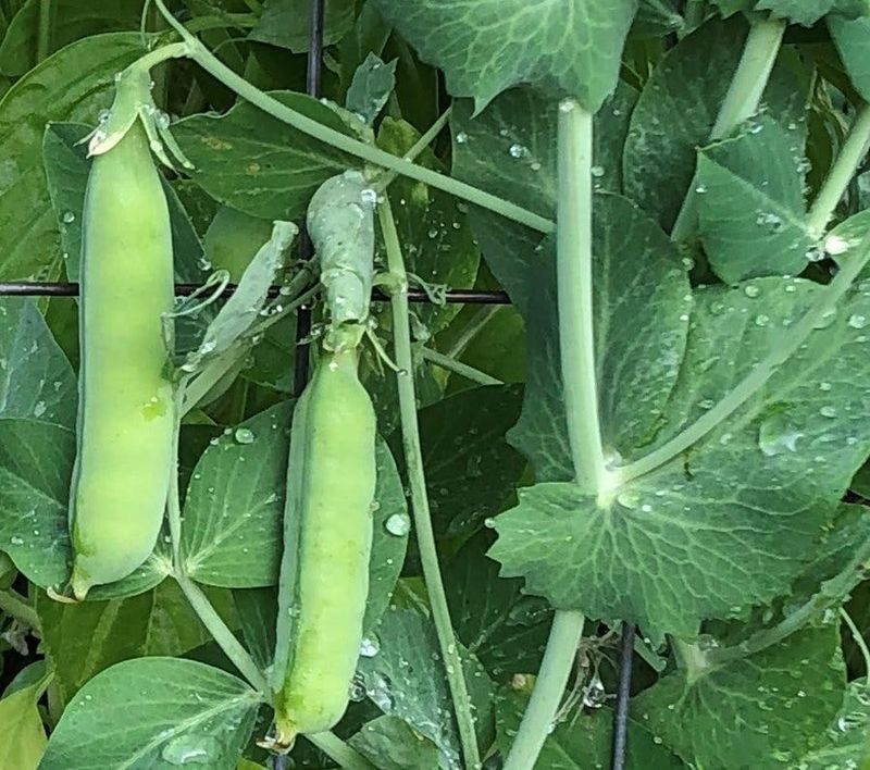 Peas - The Early Spring Performers
