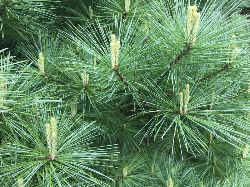 Summer Pruning for Evergreen Conifers