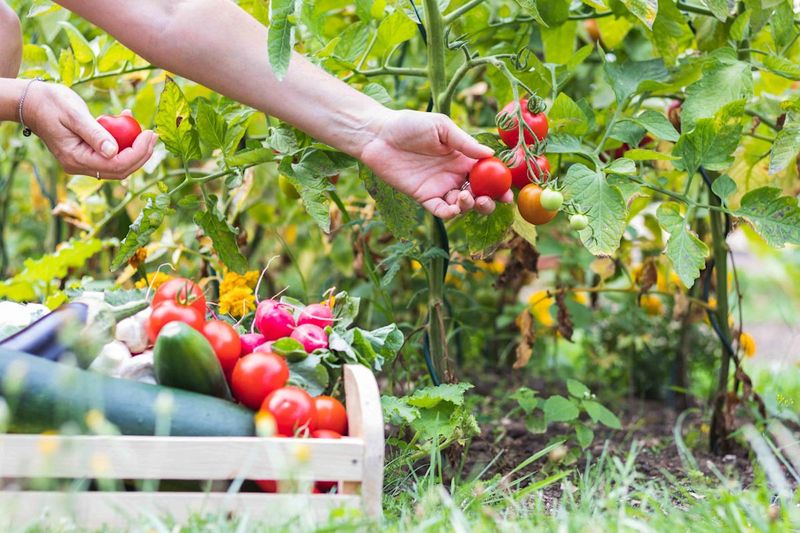 Continue Harvesting Summer Vegetables