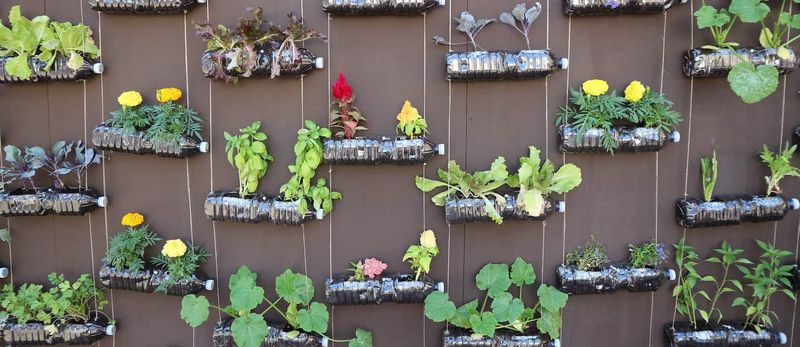 Choose Space-Savvy Plants