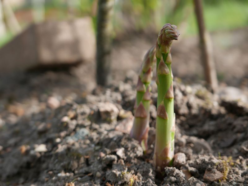 Perennial Asparagus Spears