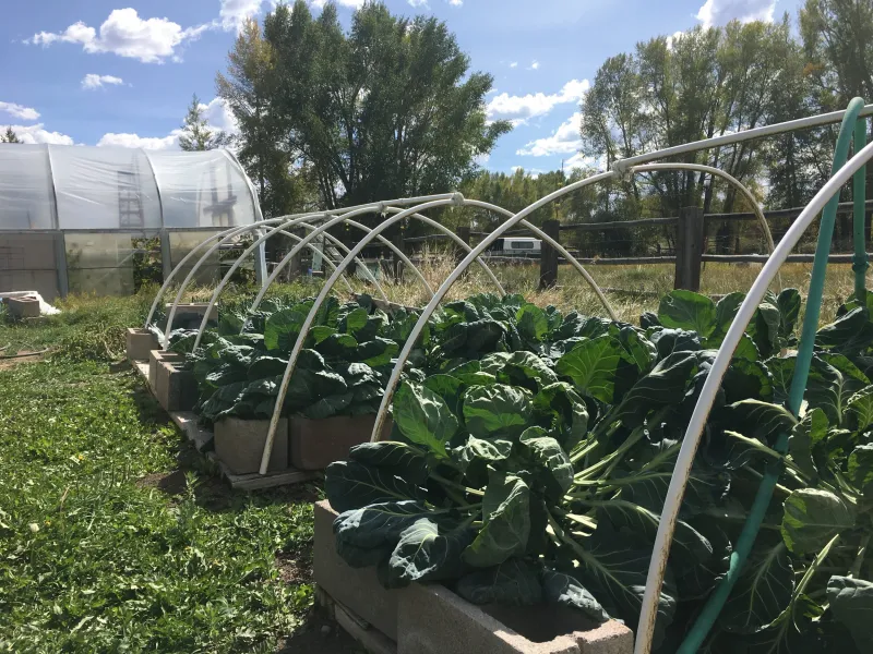Hoop Houses: Mini Greenhouses on a Budget