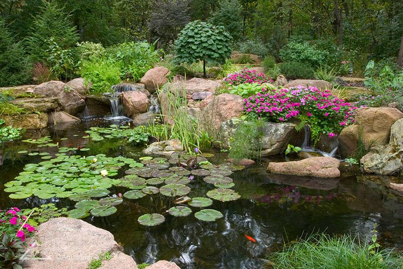 Koi Pond