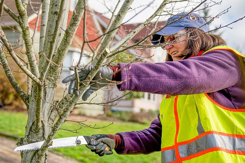 Fall Pruning Restrictions and Exceptions