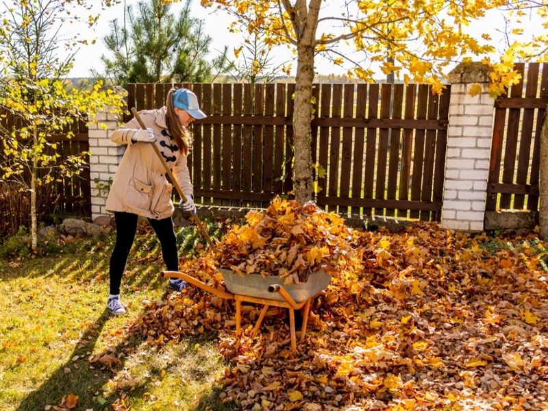 Fall Leaf Management