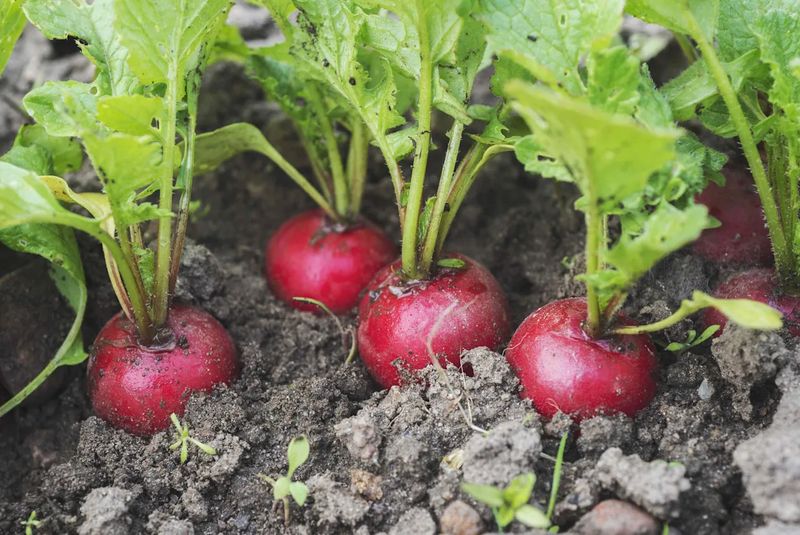 Radishes